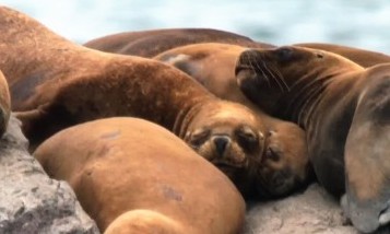 Pescadores artesanales preocupados por Lobos Marinos