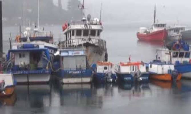 Lobos Marinos afecta a la pesca artesanal 