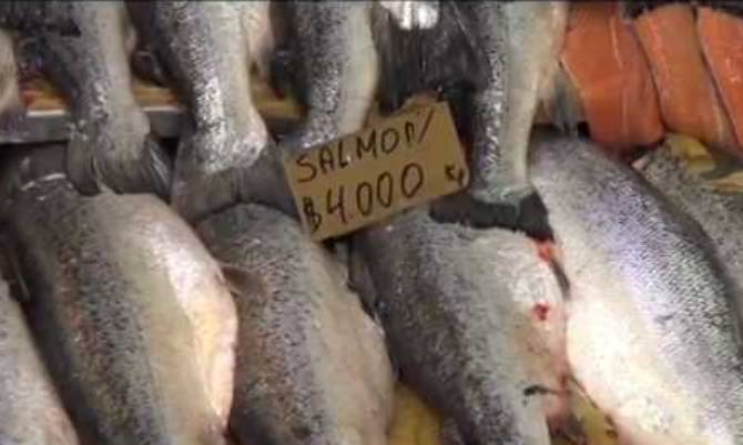 Se acaba el plazo para la recaptura de salmones escapados