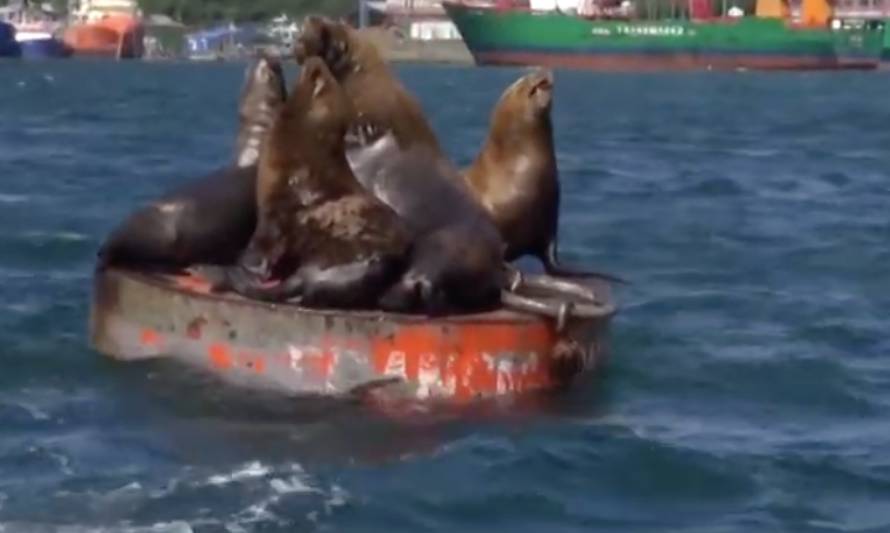 Subsecretario de pesca destaca propuestas para enfrentar problemas de lobo marino 