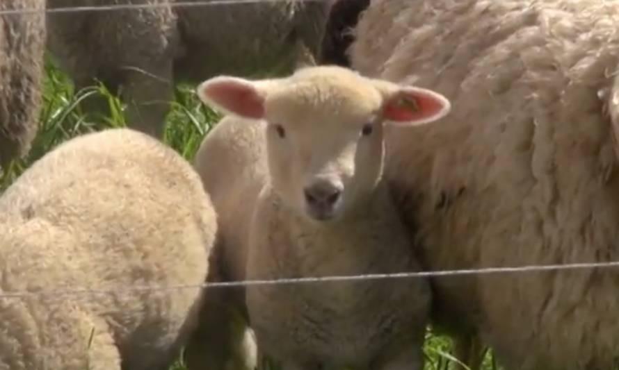 INIA realizará seminario sobre crianza de ovinos