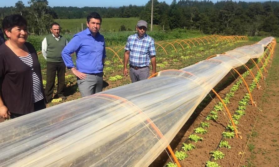 Agricultores de Los Muermos introducen sistema de microtúneles para extender cultivo de hortalizas en la zona