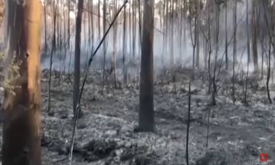 500 hectáreas afectadas por incendios forestales en comuna de Ancud