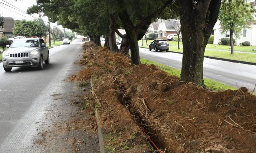 Osorninos indignados por corte de raíces de antiguos árboles para instalar  luminarias - Diario De Puerto Montt