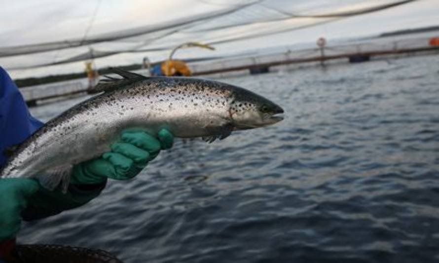 Iniciaron proceso sancionatorio contra Marine Harvest por masivo escape de salmones