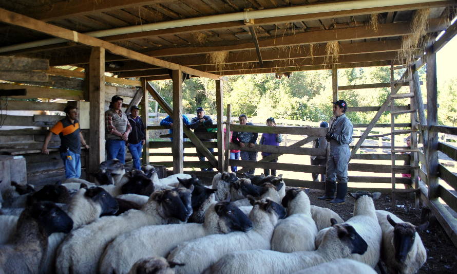 Productores ovinos de Cochamó y Hualaihué se preparan para el invierno