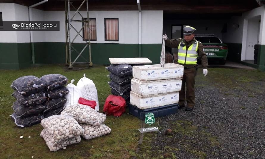 Decomisan más 600 kilos de productos del mar a camión que salió de Puerto Montt