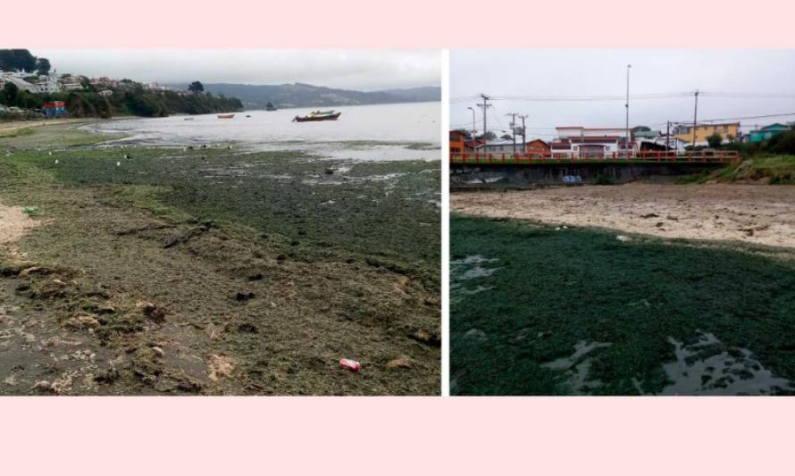 Estudio descarta presencia de coliformes fecales en bahía de Ancud: Descomposición de algas sería causa del mal olor