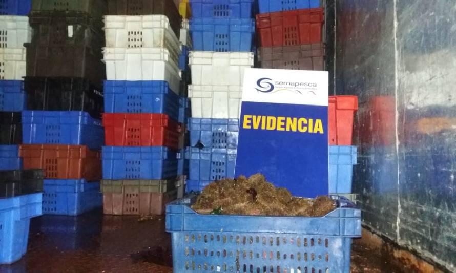 Sernapesca incauta más de una tonelada de erizos 