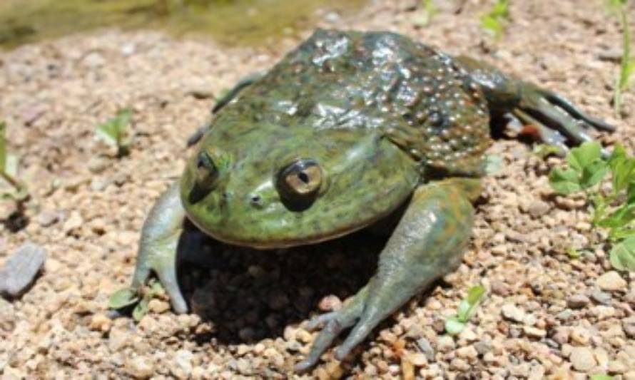 Científicos identifican en Chile zonas de alto riesgo para anfibios por devastador hongo bd 