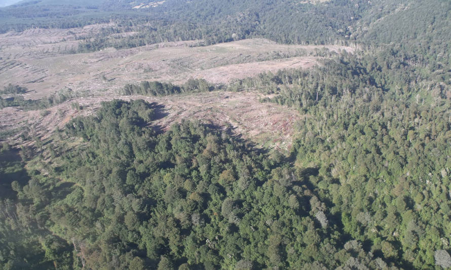 ¿Entendemos hacia dónde debe orientarse la restauración ambiental en Chile?