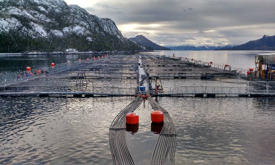 Sernapesca inicia investigación contra empresa salmonera en Magallanes