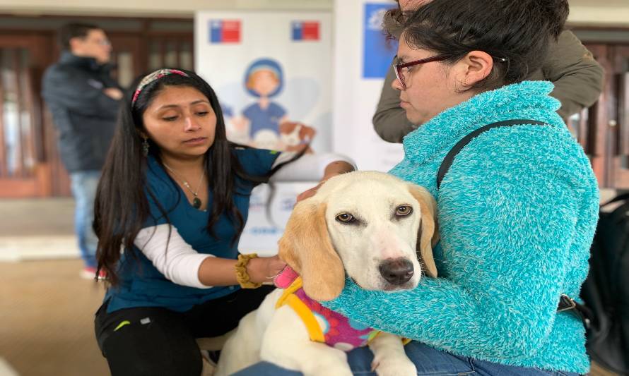 En Castro se realizó instalación gratuita de microchip de identificación a mascotas