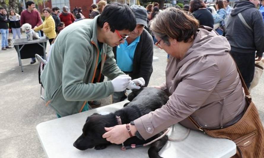 Castro tendrá clínica veterinaria gratuita para vecinos