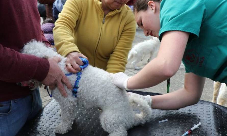 Se aprueban fondos para nuevos operativos de esterilización canina y gatuna en Castro