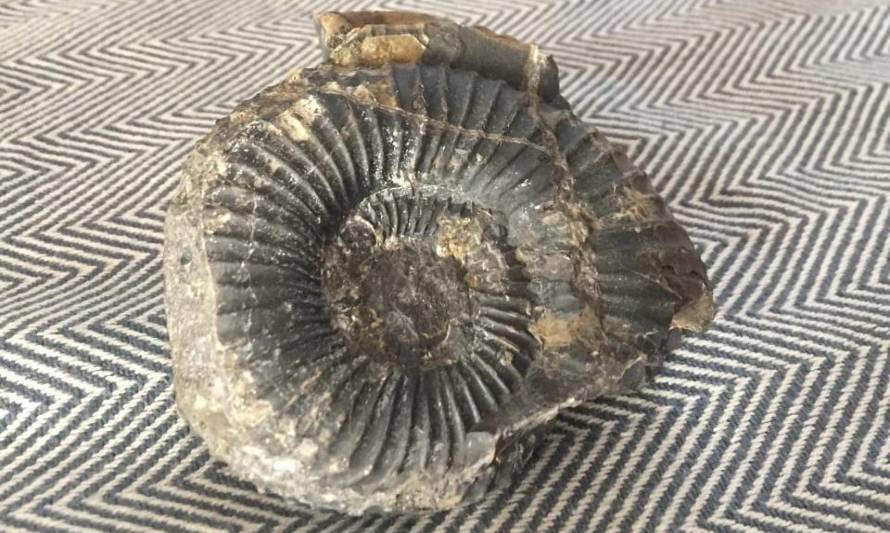 Encuentran fósil que fue usado como proyectil en medio de manifestaciones en Coyhaique
