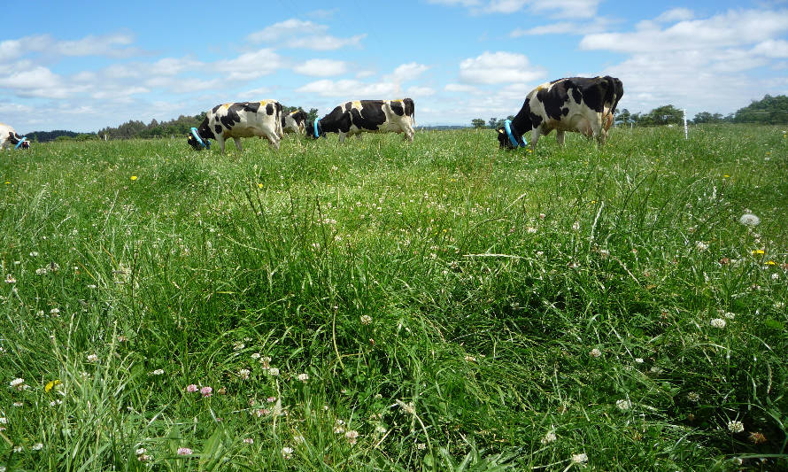 Nuevo Informativo: Producción de grasa láctea en sistemas lecheros pastoriles