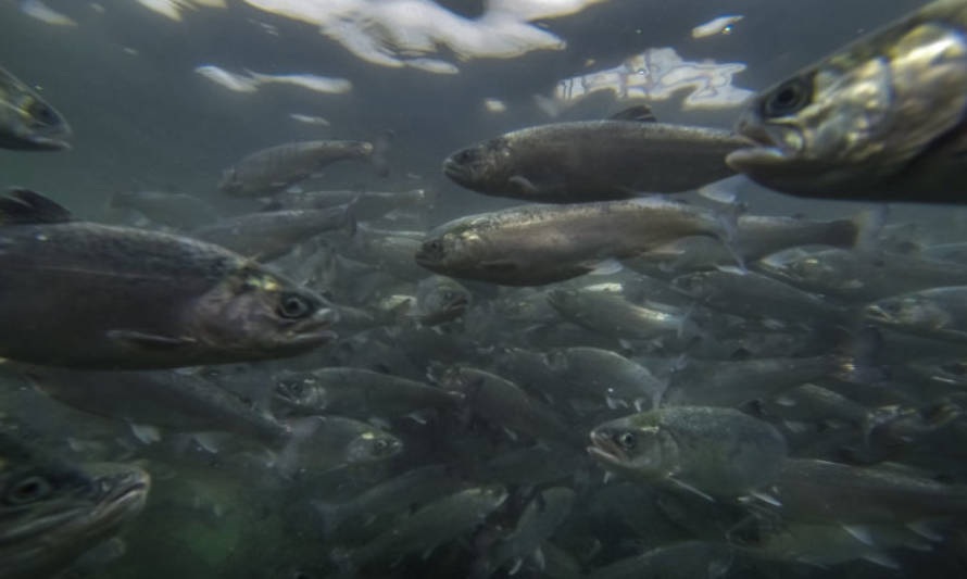 Empresa salmonera acusa atentado tras fuga de 92 mil ejemplares