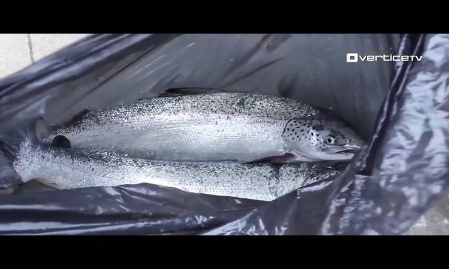 Existe preocupación por fugas de salmones en la Región de Los Lagos