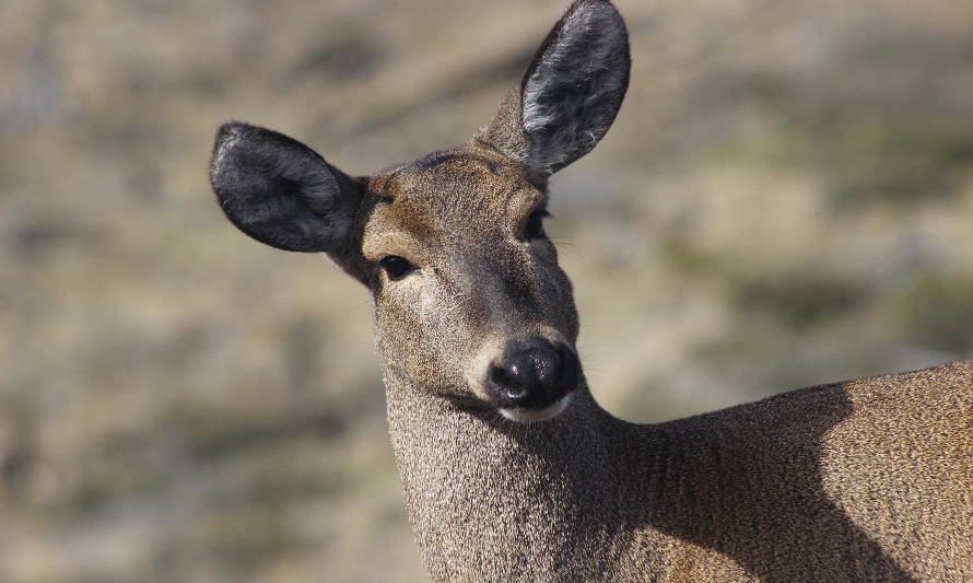 Fundación extranjera apoya a Tompkins Conservation para la conservación del
huemul en Aysén