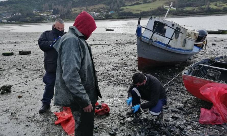 Capitanía de Puerto de Castro y Sernapesca incautan 1.911 kilos de choro zapato