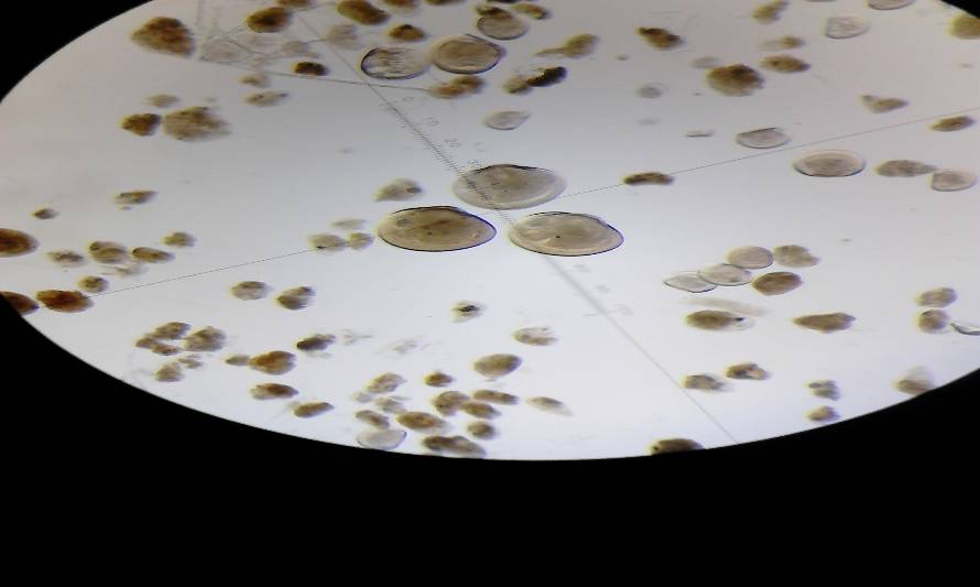 IFOP realizará taller sobre monitoreo de larvas y captación de semillas de mitílidos