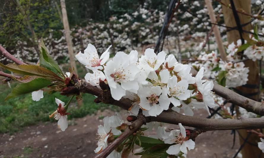 INIA entrega recomendaciones para el manejo de huertos de cerezo dañados por la nieve