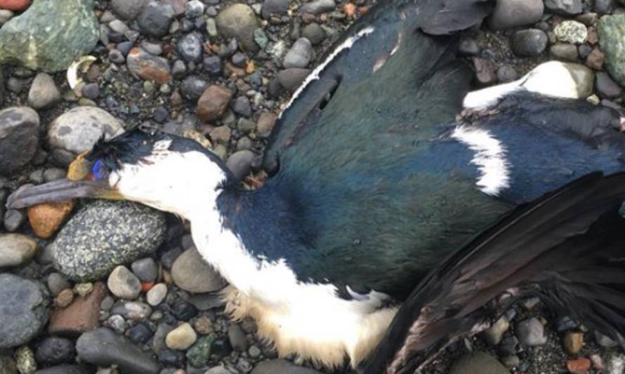 Presentan denuncia por muerte masiva de aves marinas en Quellón