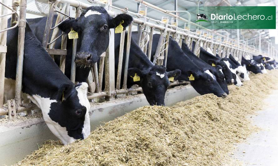 Dan a conocer resultados de estudio global sobre nutrición de vacas lecheras