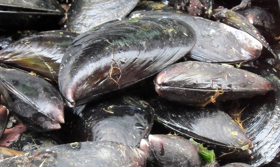 Los Lagos: comenzó la veda del choro zapato