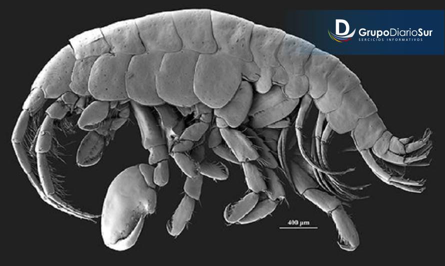 La nueva especie descubierta en Chiloé gracias a un paté de jaiba