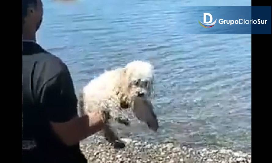 Indignación en Chiloé por vídeo de un caso de maltrato animal