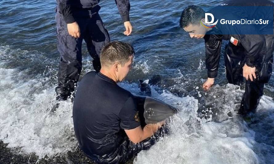 Pese a esfuerzos de rescate muere cría de delfín en red de pesca en Queilen