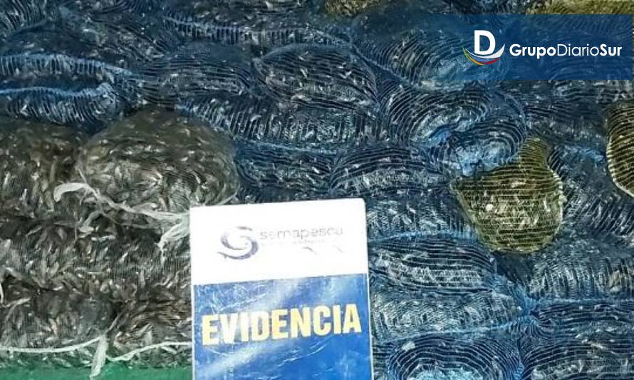 Casi siete toneladas de mariscos y dos vehículos incauta Sernapesca 