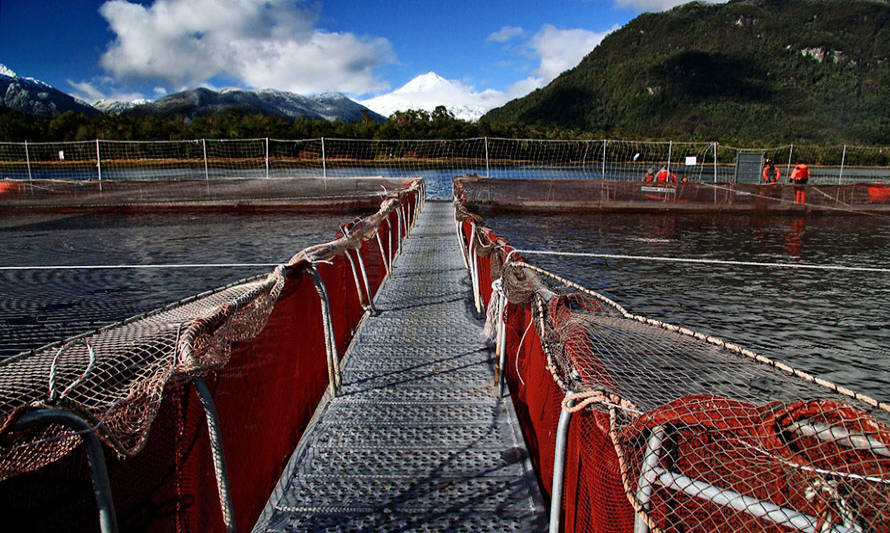 Salmoneros realizarán programa de mentoring dirigido a emprendedores locales