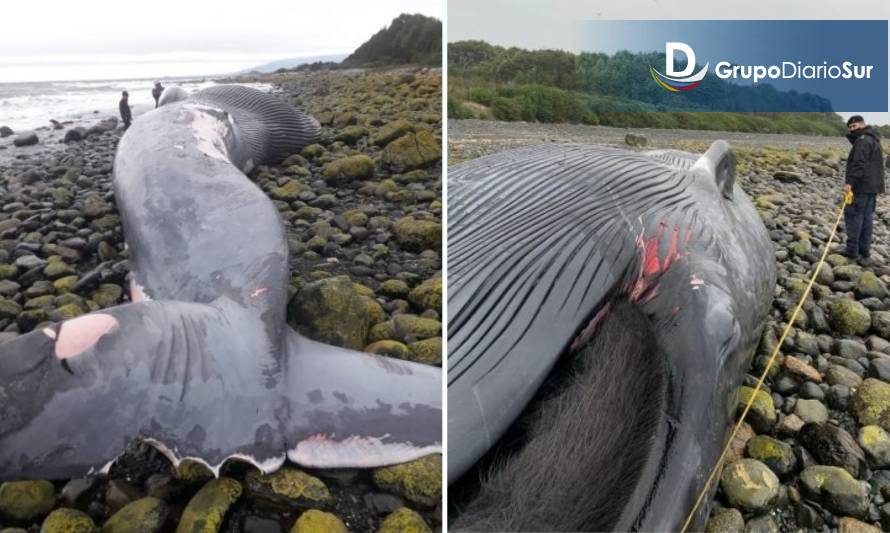 Una ballena azul varó en playa de Chaitén