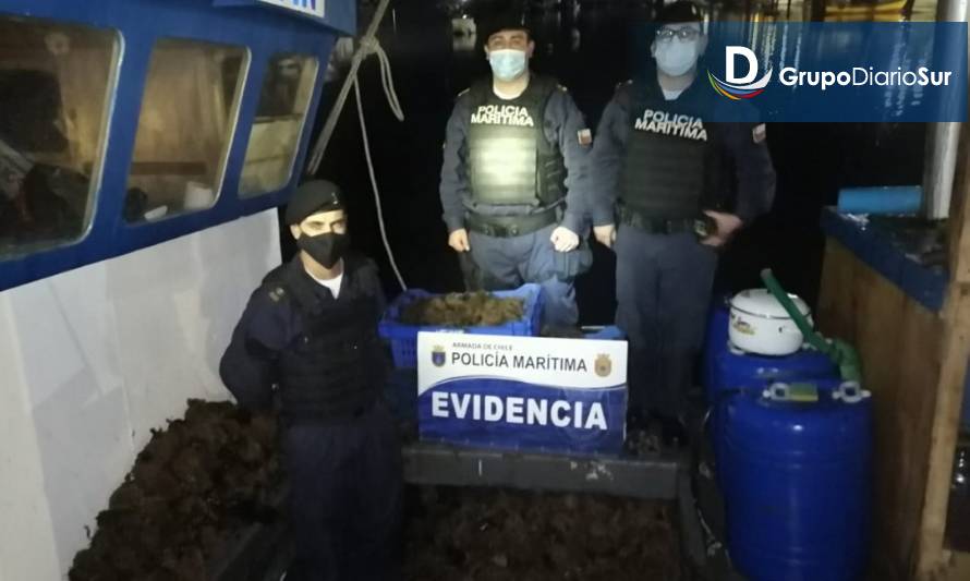 Incautaron 700 kilos de erizo extraído ilegalmente en Dalcahue