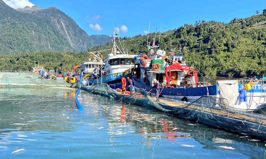 Senado analizará este lunes evento de mortalidades masivas de salmones en Los Lagos y Aysén