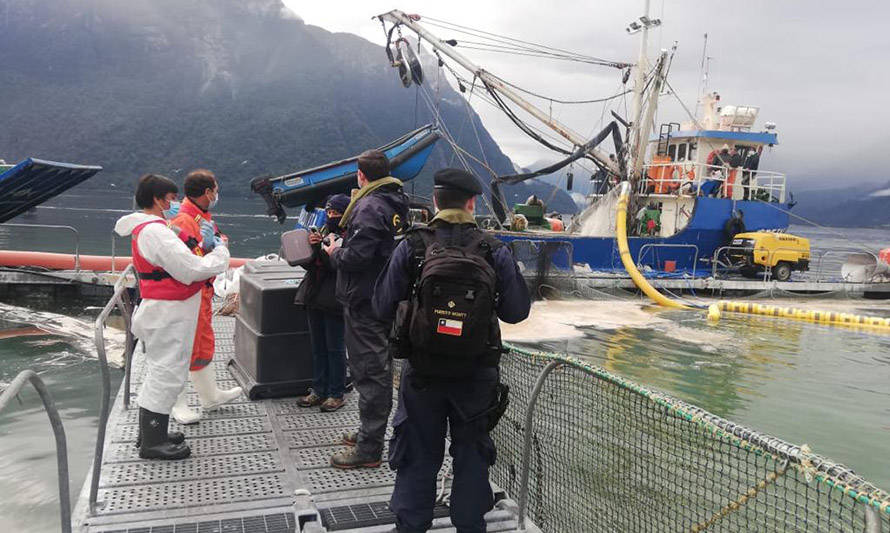 Bloom de algas: mortandad de salmones sigue creciendo en la Región de Los Lagos