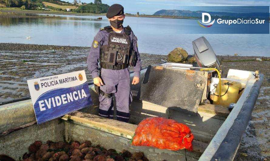 Tres detenidos en Quemchi por extracción ilegal de locos