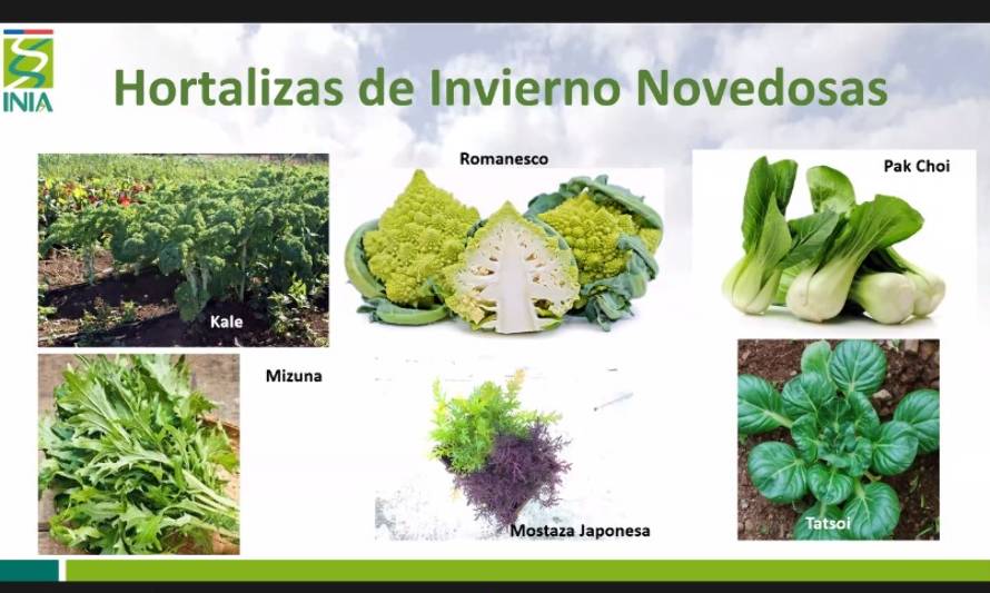 Recomendaciones para la producción hortícola en época de otoño-invierno en el sur de Chile
