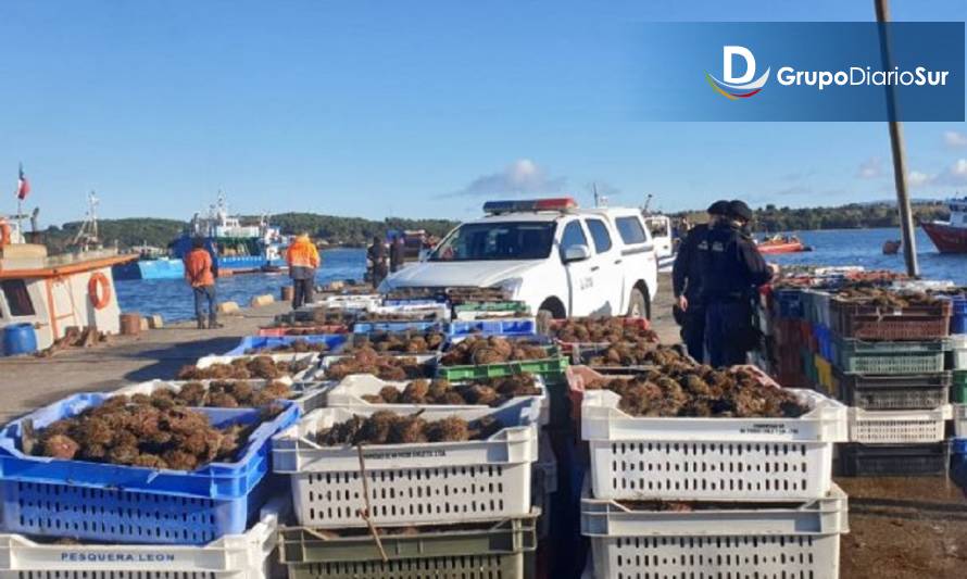 Incautan más de 9 toneladas de erizo en dos procedimientos en Chiloé