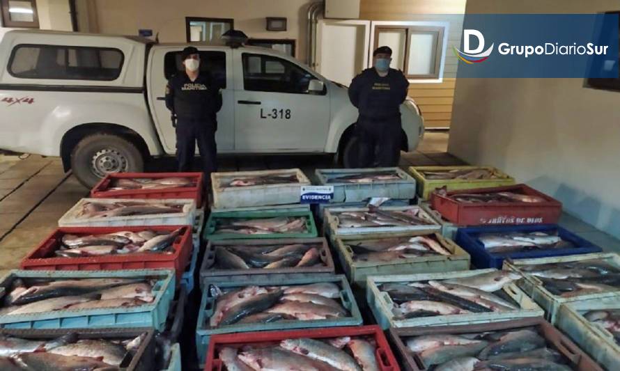 En Quellón incautaron más de 2 mil kilos de salmón
