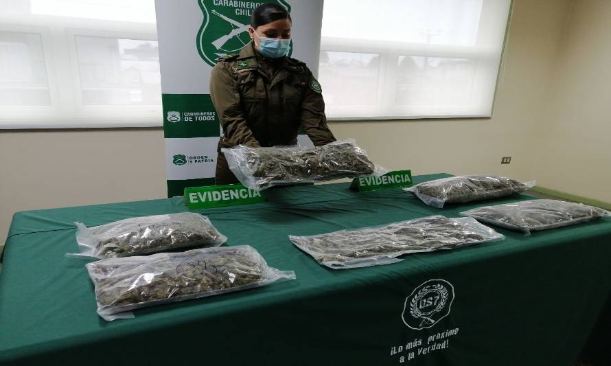 Perrita Farwa fue la estrella en el decomiso de casi seis kilos de marihuana