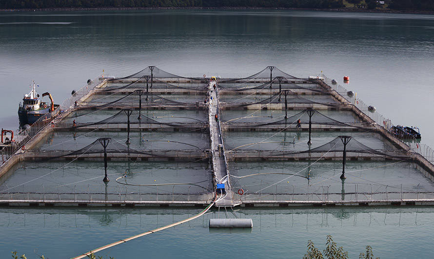 Salmonicultura nacional: aprender de los errores y dar un paso al futuro 