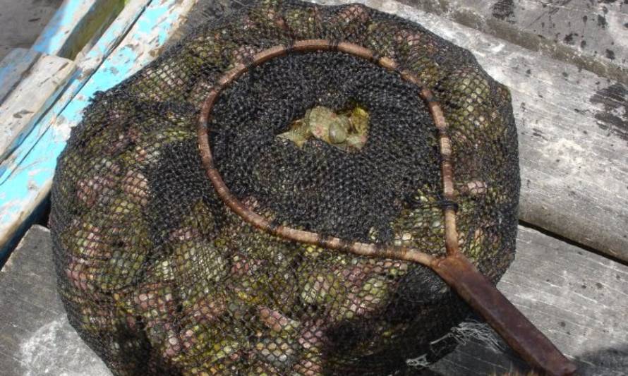 Detectaron efecto nocivo de pesticidas en ostras de Chiloé