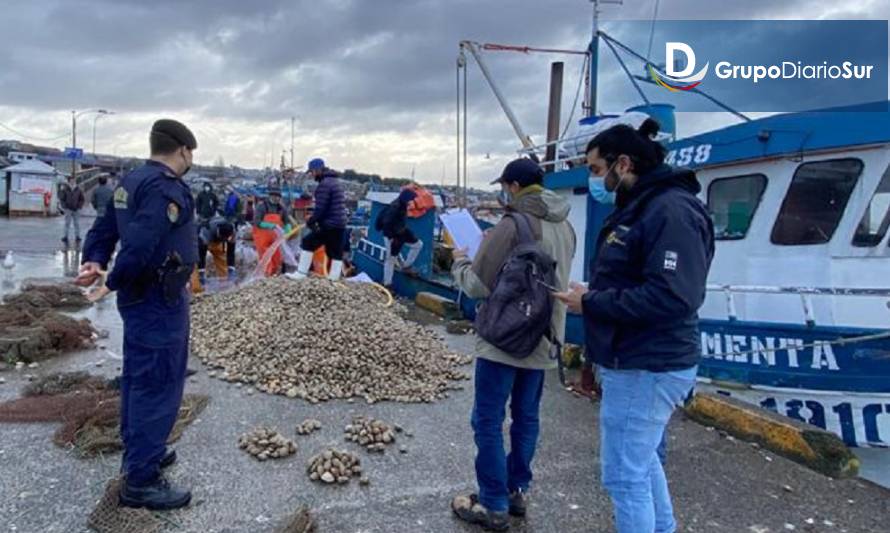 Incautaron cerca de 2 toneladas de almejas en Quellón