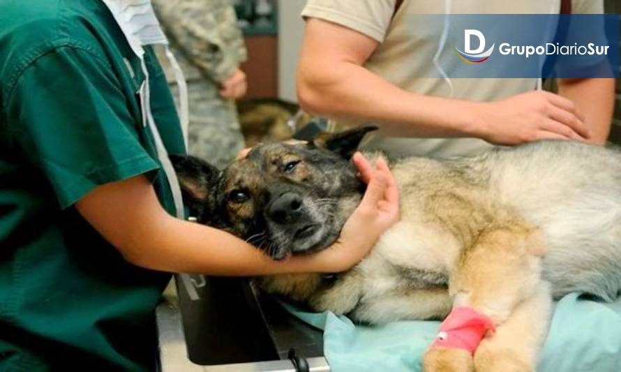 Adquirirán camión Veterinario para ampliar atención a sectores rurales