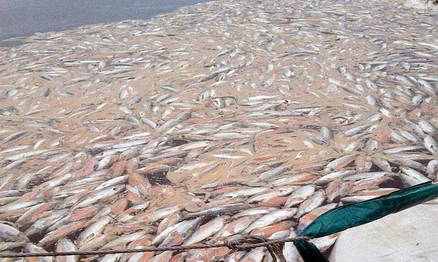 Juzgado de Valparaíso rechazó sobreseer causa por vertimiento de salmones en Chiloé