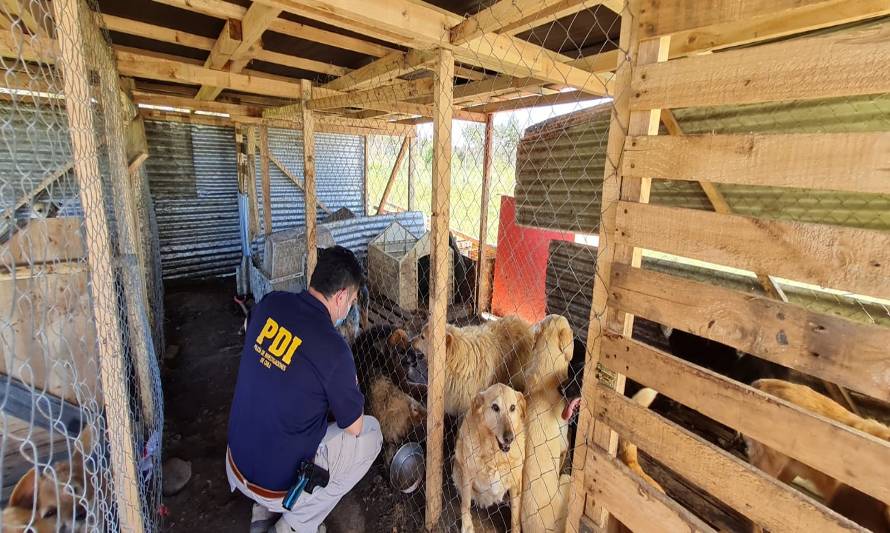 Contradictorio: Detuvieron a mujer por maltrato animal, pero dejaron a los perros a su cuidado